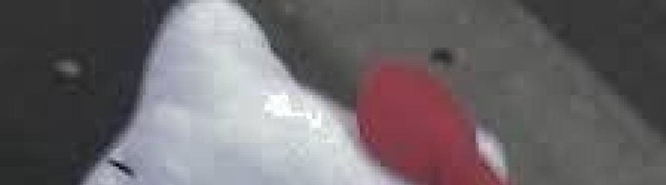 hell0kitty69